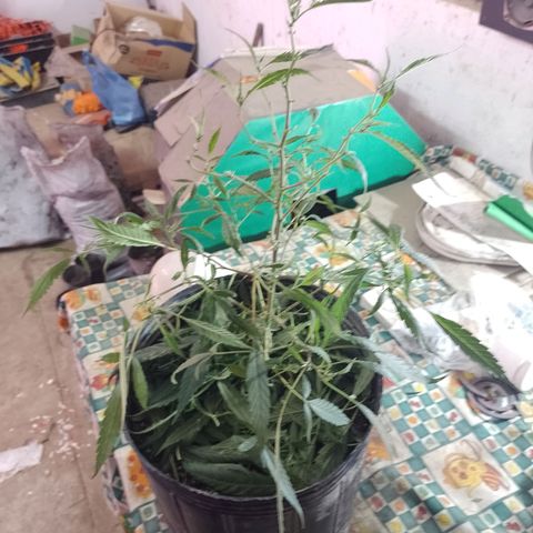 Segunda cosecha growlog photo: PODA Y APICALES... 