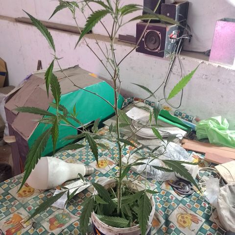 Segunda cosecha growlog photo: PODA Y APICALES... 