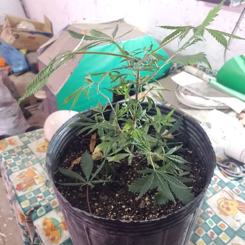 Segunda cosecha growlog photo: PODA Y APICALES... 
