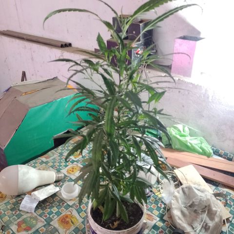 Segunda cosecha growlog photo: PODA Y APICALES... 