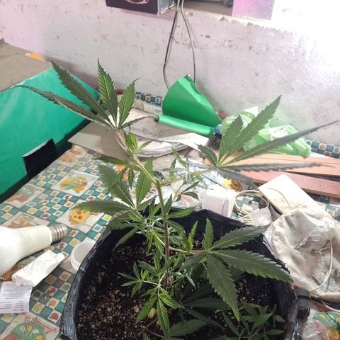 Segunda cosecha growlog photo: PODA Y APICALES... 