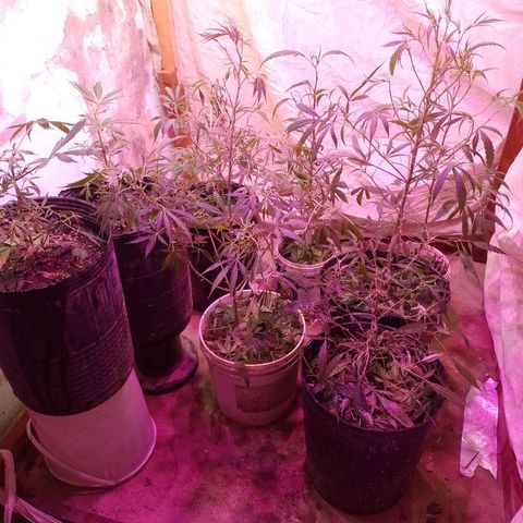 Segunda cosecha growlog photo: PODA Y APICALES... 