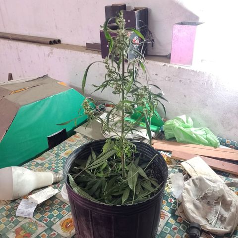 Segunda cosecha growlog photo: PODA Y APICALES... 