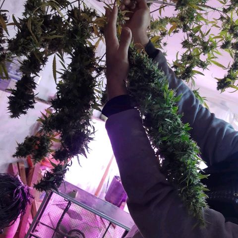 Segunda cosecha growlog photo: Lagherta