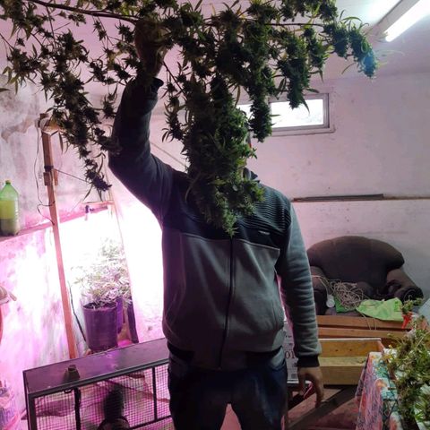 Segunda cosecha growlog photo: Lagherta