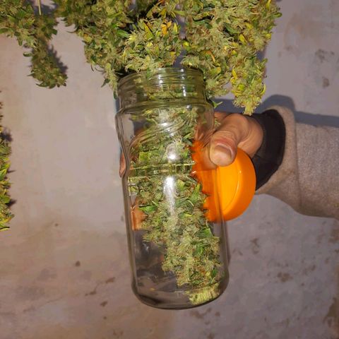 Segunda cosecha growlog photo: Lagherta
