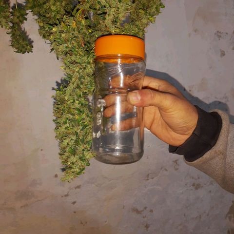 Segunda cosecha growlog timeline photo
