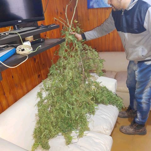 Segunda cosecha growlog photo: Lagherta