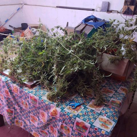 Segunda cosecha growlog photo: Lagherta