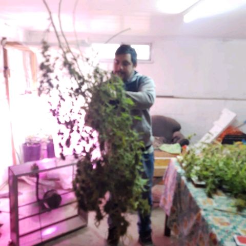 Segunda cosecha growlog photo: Lagherta