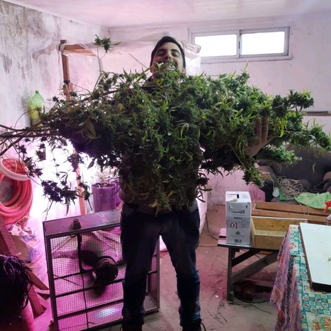 Segunda cosecha growlog photo: Lagherta
