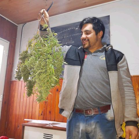 Segunda cosecha growlog photo: Lagherta