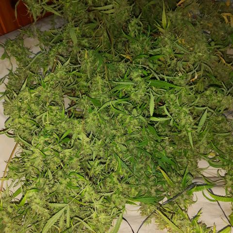 Segunda cosecha growlog photo: Lagherta