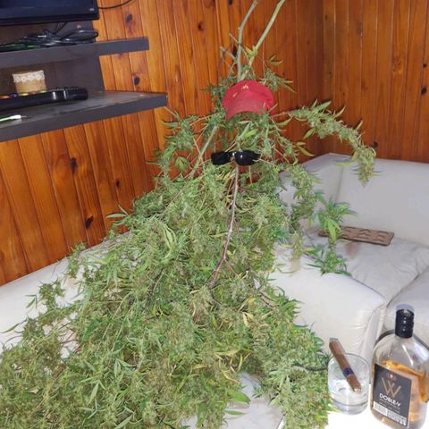 Segunda cosecha growlog photo: Lagherta