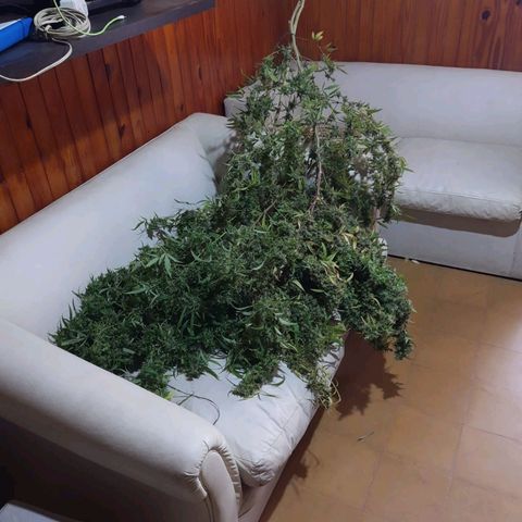 Segunda cosecha growlog photo: Lagherta