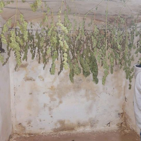 Segunda cosecha growlog photo: Lagherta