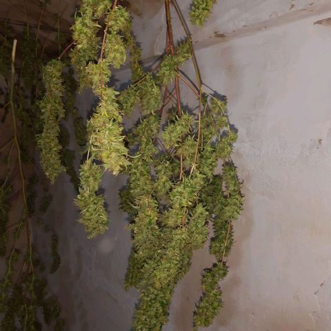 Segunda cosecha growlog photo: Lagherta