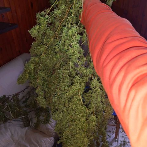 Segunda cosecha growlog photo: Lagherta