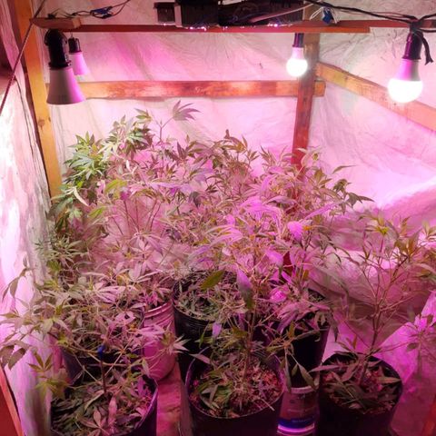 Segunda cosecha growlog photo: Poda completa pre/flora para las lemons.
Poda de rejuvenecimiento 
