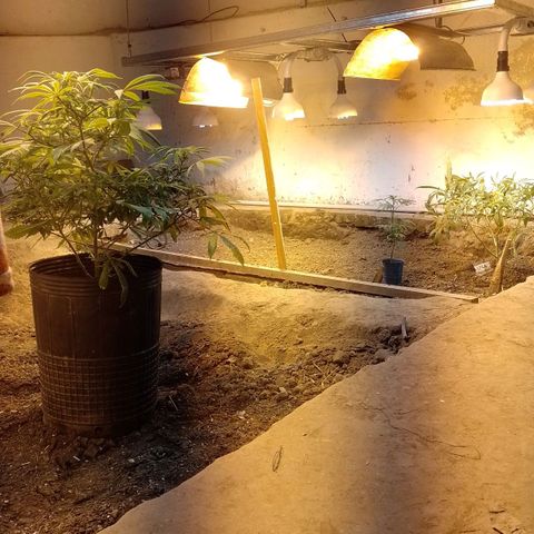 Segunda cosecha growlog timeline photo