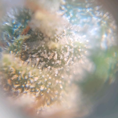 Segunda cosecha growlog photo: Tricomas de Romina, Lagartona, Moby, Critical y Lisa