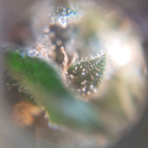Segunda cosecha growlog photo: Tricomas de Romina, Lagartona, Moby, Critical y Lisa