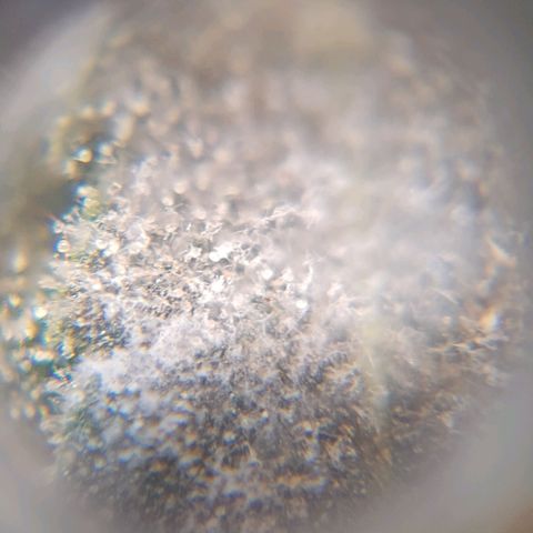 Segunda cosecha growlog photo: Tricomas de Romina, Lagartona, Moby, Critical y Lisa