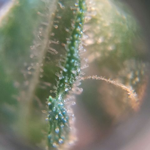 Segunda cosecha growlog photo: Tricomas de Romina, Lagartona, Moby, Critical y Lisa