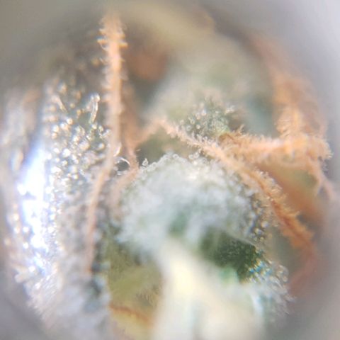 Segunda cosecha growlog photo: Tricomas de Romina, Lagartona, Moby, Critical y Lisa