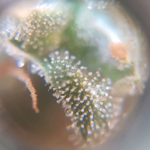 Segunda cosecha growlog photo: Tricomas de Romina, Lagartona, Moby, Critical y Lisa