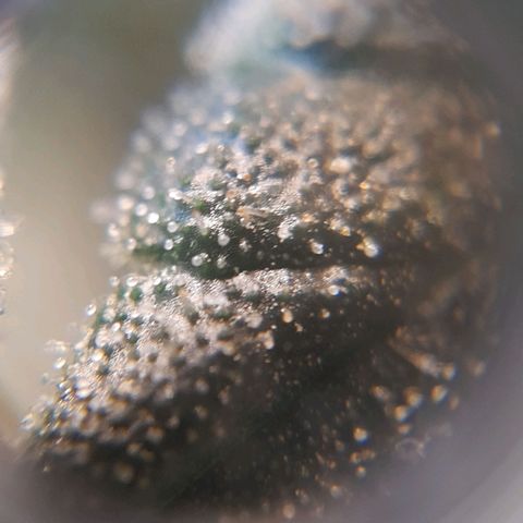 Segunda cosecha growlog photo: Tricomas de Romina, Lagartona, Moby, Critical y Lisa