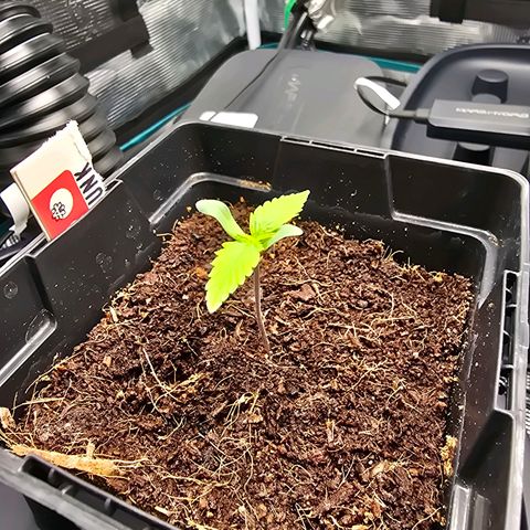 Super Skunk Automatic #2 growlog timeline photo