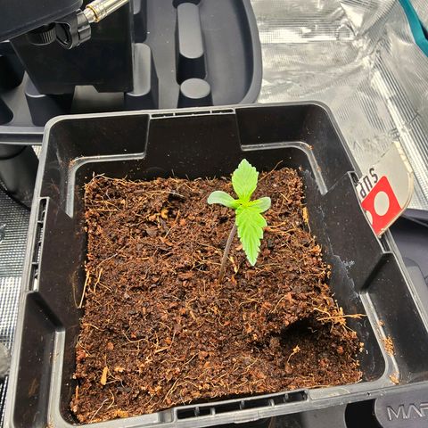 Super Skunk Automatic #1 growlog timeline photo