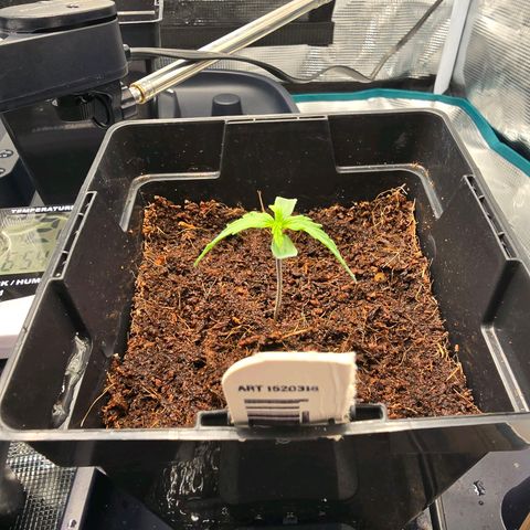 Super Skunk Automatic #1 growlog timeline photo