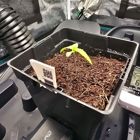 Super Skunk Automatic #2 growlog timeline photo