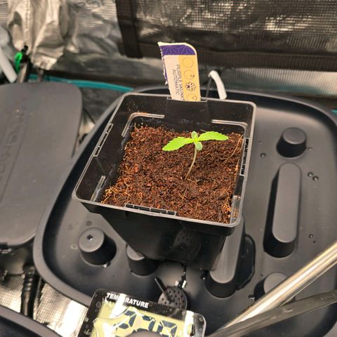 Purple Skunk Automatic growlog timeline photo