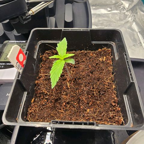 Super Skunk Automatic #1 growlog timeline photo