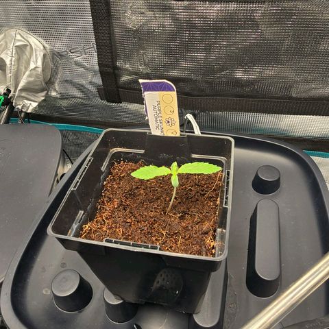 Purple Skunk Automatic growlog timeline photo