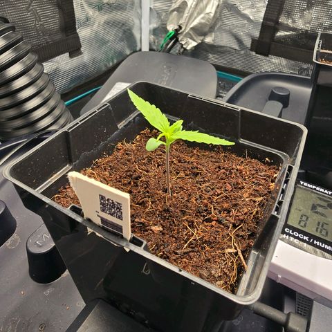 Super Skunk Automatic #2 growlog timeline photo