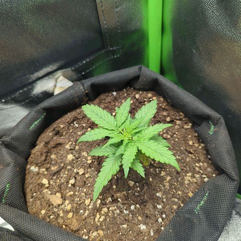 Milky Way growlog timeline photo