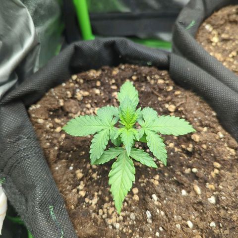 Green Gelato Automatic growlog timeline photo