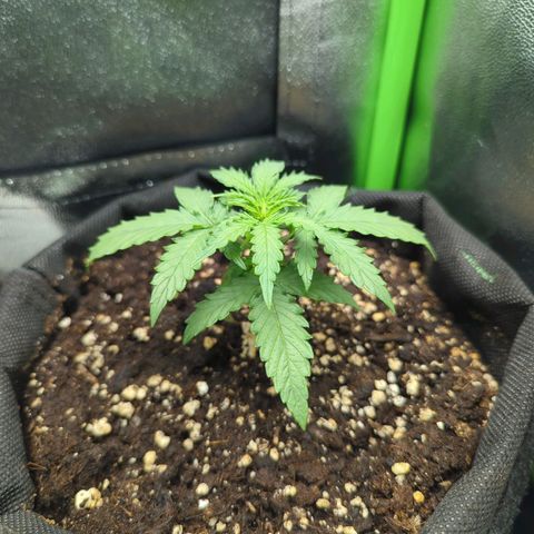 Milky Way growlog timeline photo