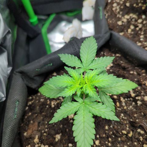 Green Gelato Automatic growlog timeline photo