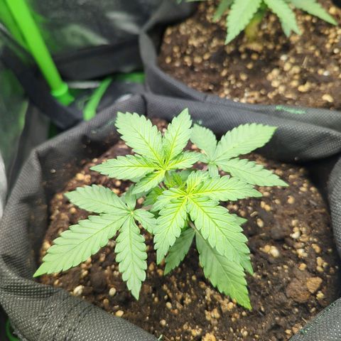 Green Gelato Automatic growlog timeline photo