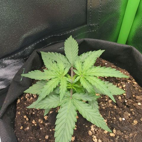 Milky Way growlog timeline photo