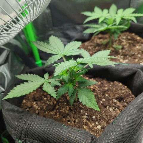 Green Gelato Automatic growlog timeline photo
