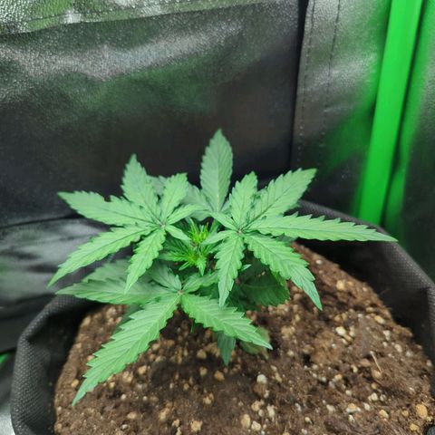 Milky Way growlog timeline photo