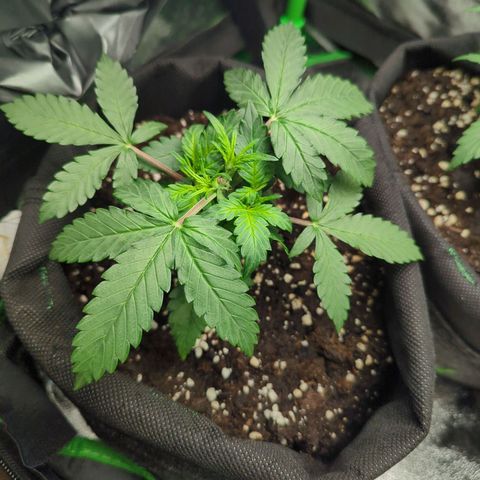 Green Gelato Automatic growlog timeline photo