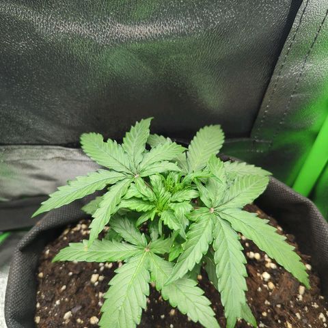 Milky Way growlog timeline photo
