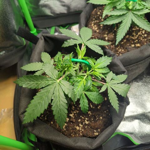 Green Gelato Automatic growlog timeline photo